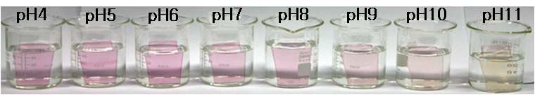 그림 3-3-16 NR 함유 박막의 pH 감응성