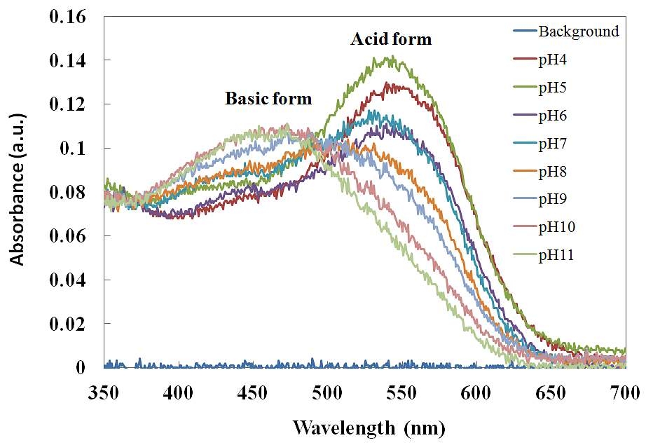 그림 3-3-17 Neutral red 함유 감응막의 pH 변화에 따른 스펙트럼 변화
