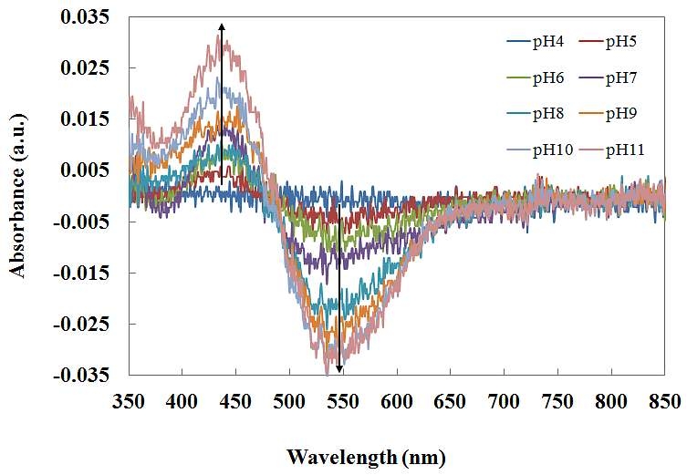 그림 3-3-18 pH 변화에 따른 Neutral red 함유 pH 감응막의 흡광 파장의 변화