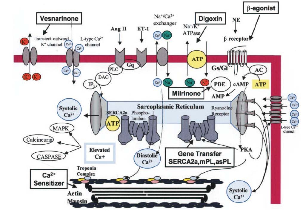 Effects of inotropic therapy on intracellular calcium handling in cardiomyocytes