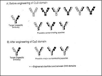 1A is a diagram of the formation of Fc-containing bispecific antibodies when no engineering is performed to enhance heteromultimerization over homomultimerization. FIG. 1B is a diagram showing pairing that occurs when heavy (H) chains are engineered such that desired heteromultimerization is favored over undesired heteromultimerization over homomultimerization.