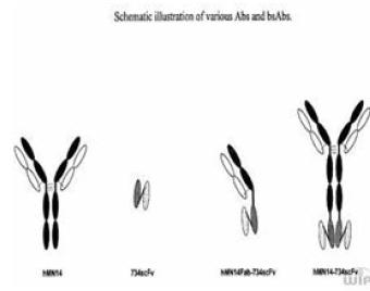 schematically illustrates various Abs and bsAbs.