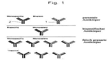 shows all the antibody variants secerned from hybrid-hybridoma cells