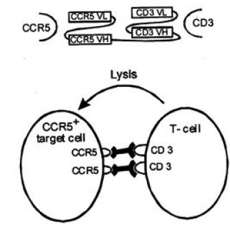 shows a schematic of the bispecific single-chain antibody, and its simultaneous binding to a CCR5+ target cell and a CD3+ T cell, e.g., a cytotoxic T cell.