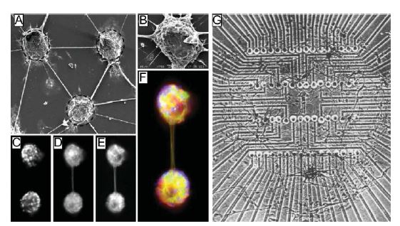 탄소나노튜브를 이용한 신경세포 회로칩(좌)과 신경회로 분석을 위한 세포배양용 다채널 전극 (우)