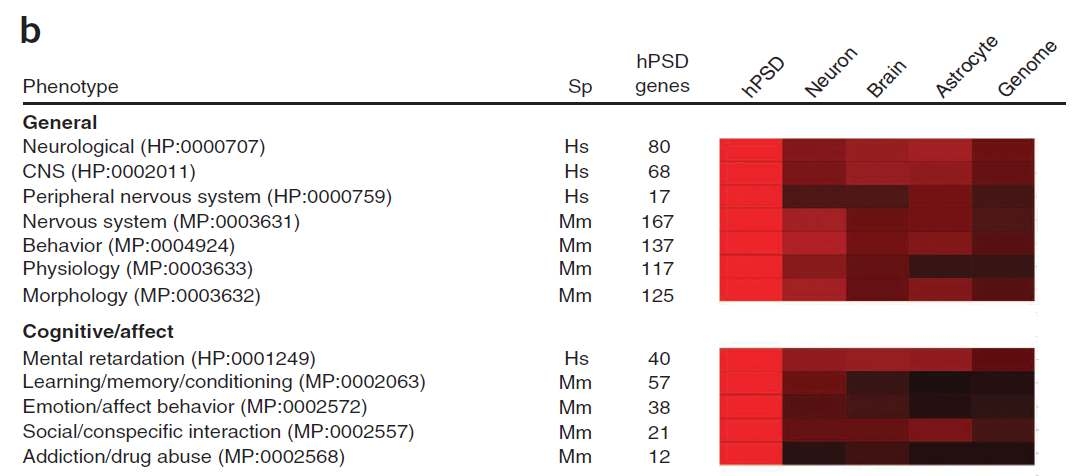 그림 3. Synaptic protein들을 proteomics (LC-MS//MS)을 통해서 규명한 결과. 이중에서 Learning and memory (조건화 기억)에 관련된 단백질/유전자가 상당수를 차지함.