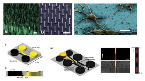 (상) 하버드대학 연구팀에 개발한 세포배양용 실리콘 나노선 칩과 신경세포, (하) UC 어바인 대학 연구팀에서 개발한 신경세포 연구용 랩온칩(Lab-on-a-Chip)