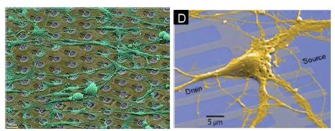 스위스 ETHZ(좌)와 독일 막스플랑크연구소(우)에서 개발된 체외 신경세포배양용 고집적 다채널 신경센서칩