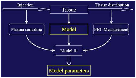 핵의학 분자영상을 이용한 동역학 모델링