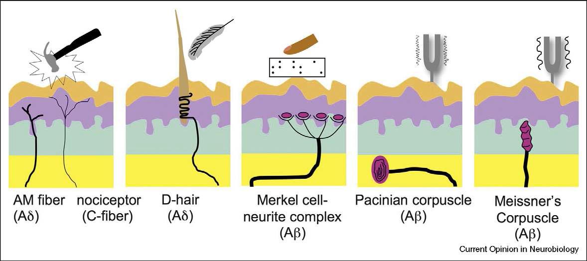 피부 기계적 감수기 및 신경말단 구조의 모식도. 찌르는 듯한 통증을 빠르게 전달하는 Adelta fiber, 작열통(burning pain)을 느리게 전달하는 C-fiber, 모낭에 분포해 체모의 기계적 자극을 감지하는 Adelta fiber, 촉각을 감지하는 Merkel cell-nuerite complex 및 이의 구심신경인 Abeta fiber, 진동을 감지하는 Pacinian corpuscle, Meissner's corpuscle 및 이들의 구심신경인 Abeta fiber