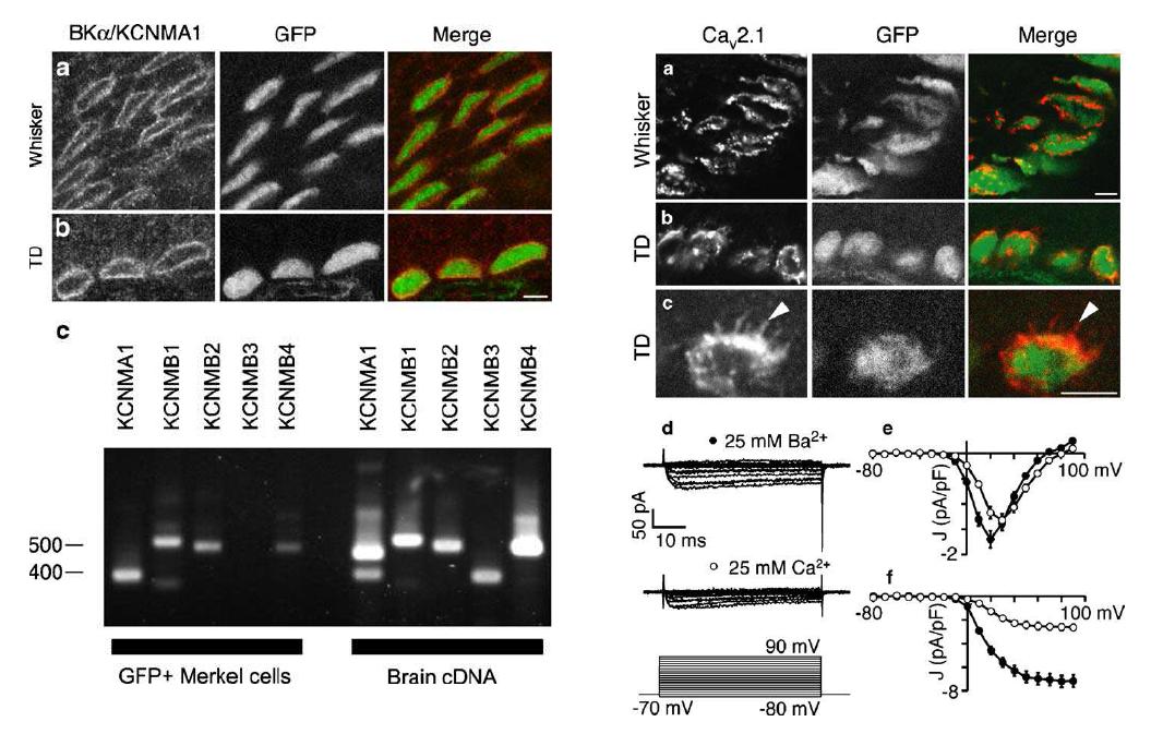(좌) Merkell 세포에 발현되는 여러 가지 세포막단백질 및 그의 유전자들(상단, 면역염색법; 하단, PCR 결과) (우) Merkell 세포에 Cav2.1 채널 단백질이 발현됨(상단). 실제 기록된 Cav2.1 전류의 예(하단)