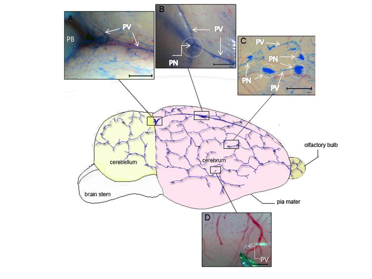 흰쥐 뇌 Pia mater 표면에 떠서 존재하는 프리모 시스템의 모식도와 실제 연구 결과.