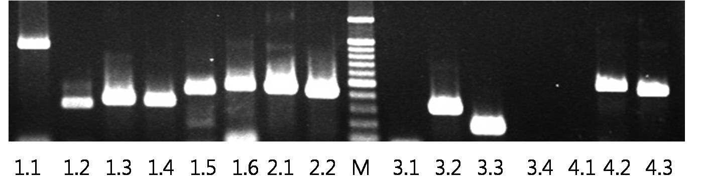 프리모시스템 조직에서 발현된 다양한 전압 의존성 포타슘 채널들의 Gel images (PCR product).