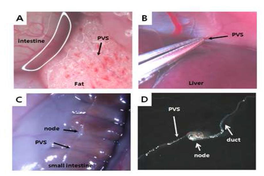 동물의 장기표면에 존재하는 PVS (primo-vascular system)를 streptomicroscope를 이용하여 관찰함. A) Rat의 지방사이에 존재하는 PVS를 Trypan blue로 염색하여 보여 줌, B) Rat간 표면에 존재하는 PVS, C) 토끼의 장 표면에 존재하는 PVS, D) 토끼의 장 표면에서 채취된 PVS로 node와 duct가 관찰 됨.