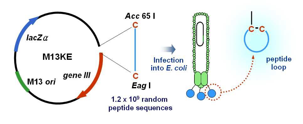 Phage-peptide display library 개념도 (PhD-C7C library: New England BioLab.)-박테리오파지의 pIII coat protein에 인위적으로 삽입한 9 mer (양 말단에 이황화결합 유도를 위한 cystein 아미노산 포함) 무작위 서열의 펩타이드 서열이 발현되는 파지-펩타이드 라이브러리