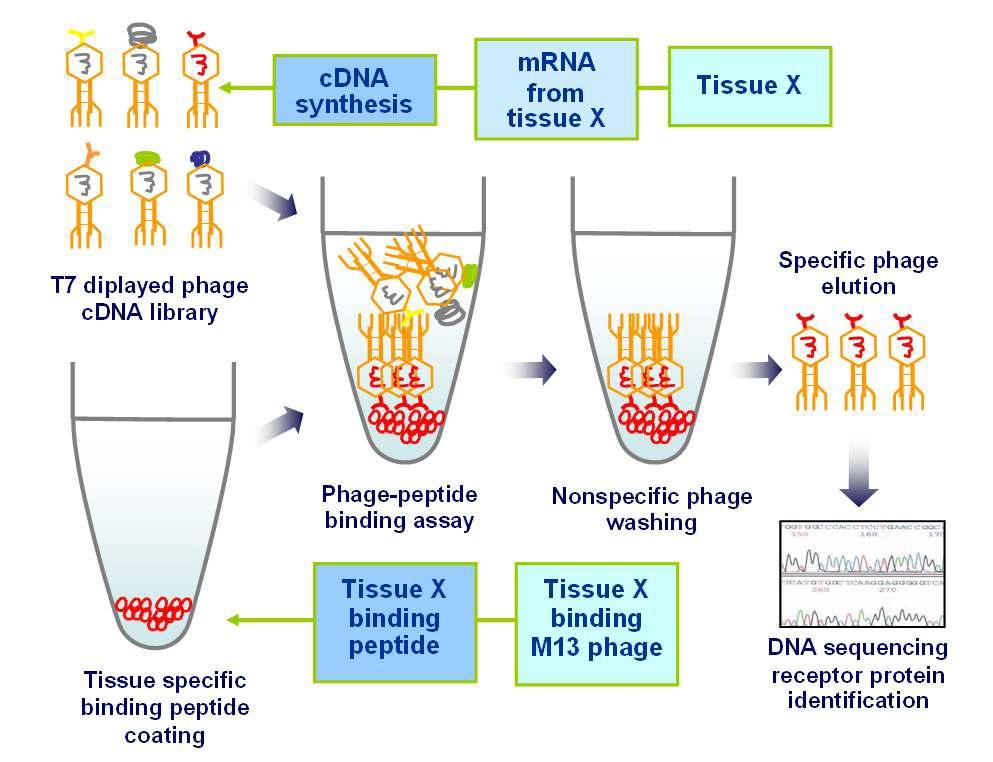 T7 phage-cDNA library를 이용한 수용체 (receptor) 단백질 동정의 모식도