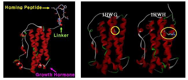Human growth hormone과 표적지향 펩타이드의 융합 단백질(좌). Human growth hormone 의 native structure 1HWG와 mutant structure 1HWH(우)