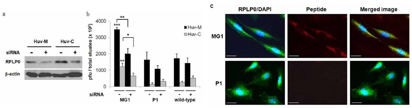 Validation of specific interaction between MG1 and RPLP0 with in vitro cell model.
