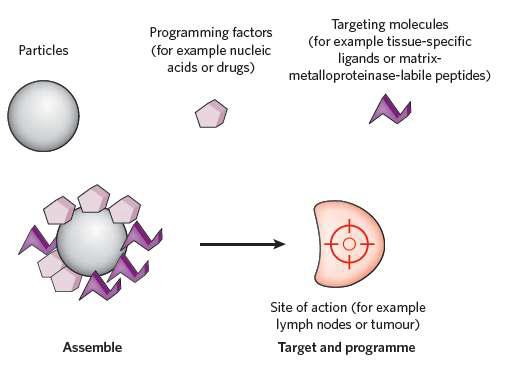 조직 표적 펩타이드 작용기가 연결된 나노입자에 약물을 담지한 표적형 약물전달체의 개념