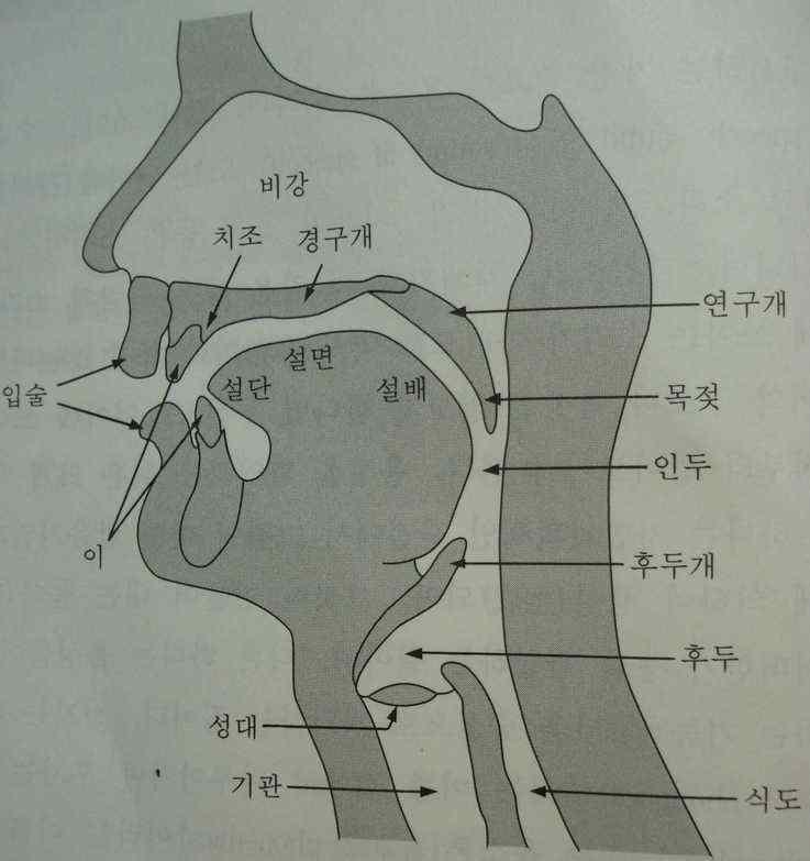 발음원리 설명용 조음기관 구조도