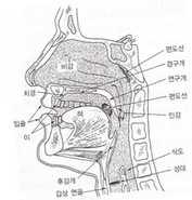 얼굴 단면도