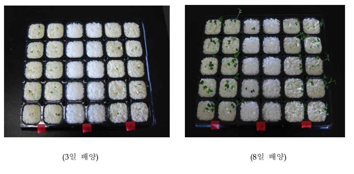 포트를 이용한 배양에서 배지의 분쇄입자 크기에 따른 종자 발아율 비교 (1: 분쇄입자 크기가 작은 Transfoam, 2: Fytocell, 3: 분쇄입자 크기가 큰 Transfoam)