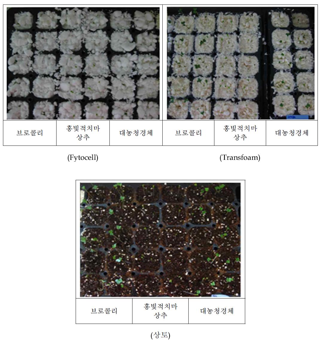 배지type에 따른 각 종자의 발아율 비교