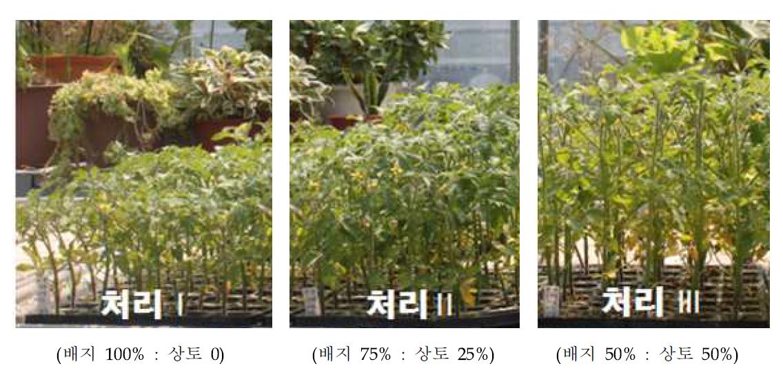 처리구에 따른 식물성장정도 비교