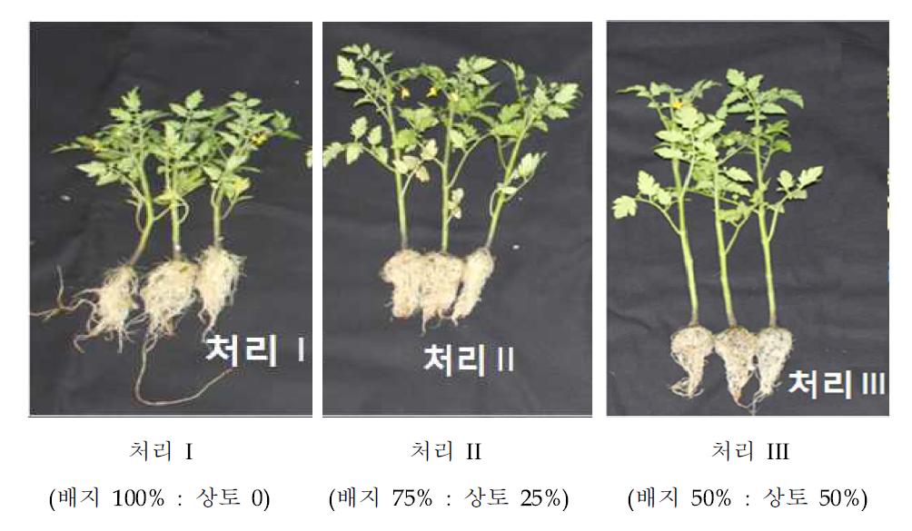 처리구에 따른 식물발달정도 비교