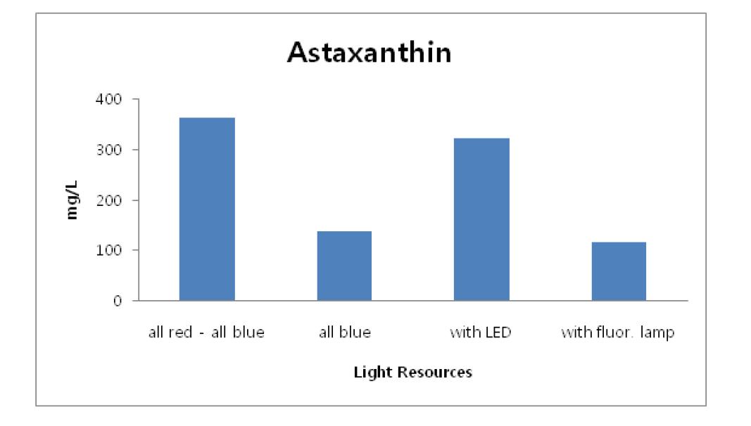 LED광원이 장착된 배양수조에서 배양된 Chlorella sp.의 astaxanthin 농도의 변화