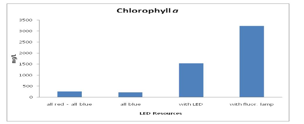 LED광원이 장착된 배양수조에서 배양된 Chlorella sp.의 엽록소 a 농도의 변화