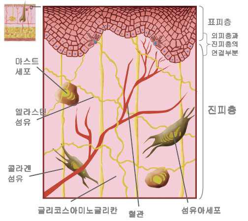 진피의 모식도