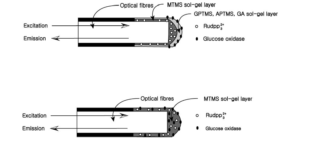 광섬유 포도당센서의 모식도