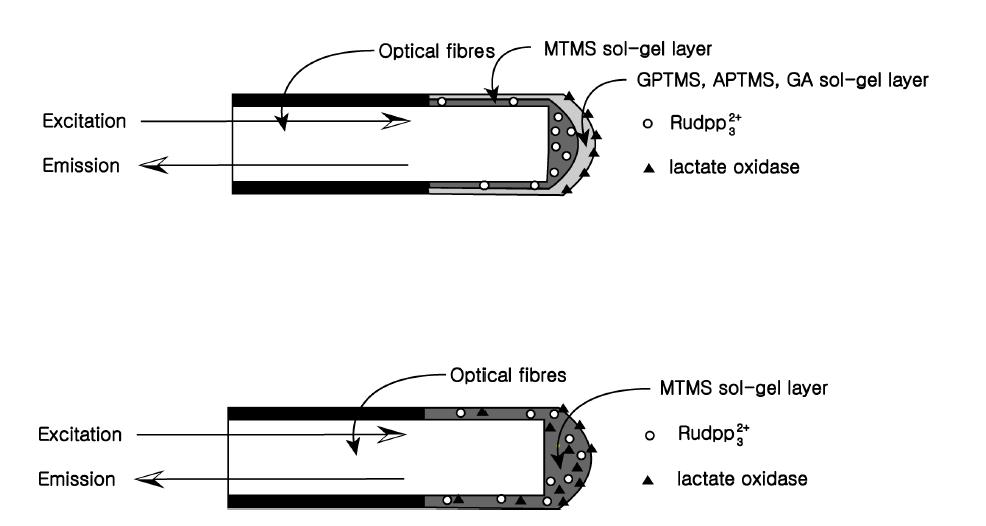 광섬유 젖산센서의 모식도