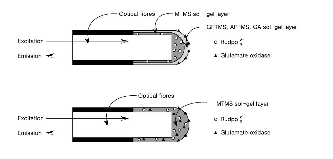 광섬유 글루탐산 센서의 모식도