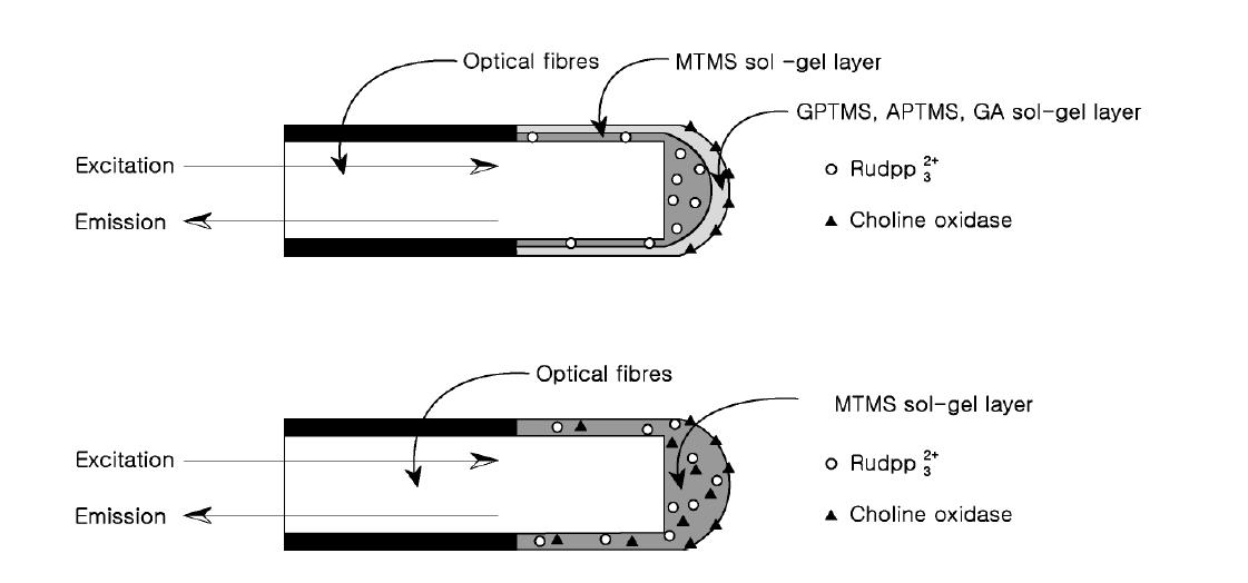 광섬유 콜린센서의 모식도