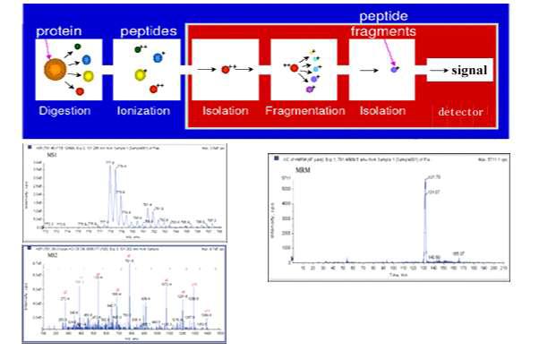 MRM(Multiple Reaction Mornitoring)의 원리