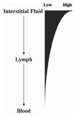조직간극, 림프액과 혈액에서의 상대적인 조직 특이적인 단백질 양의 비교