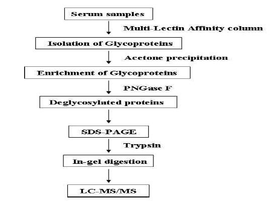 Multi-lectin column을 이용한 당단백질 농축 및 처리과정