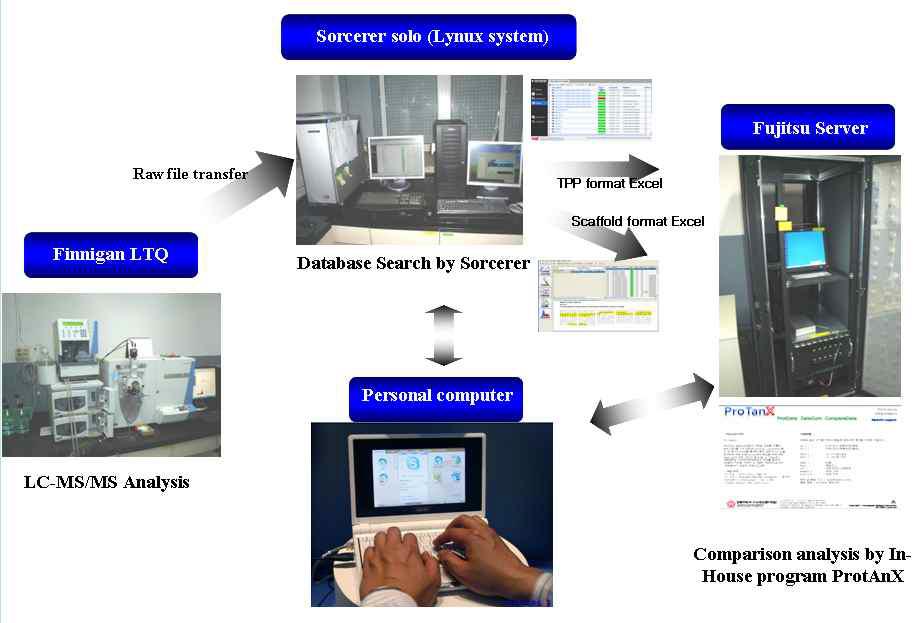 본 팀에서 이루어지고 있는 LC-MS/MS기기를 통한 단백질의 분리, 동정 이후 데이터베스와 여러 소프트웨어를 통한 비교분석 시스템