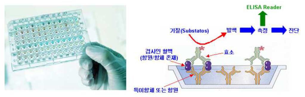 ELISA의 원리와 예시
