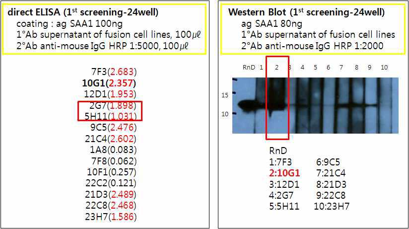 1st cloning(96 well) 중 반응성을 보이는 cell을 24well plate에 옮긴 후 배양하여 cloning한 direct ELISA와 western blot analysis를 실시한 결과이다.