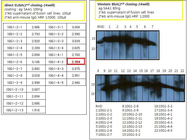 2nd cloning (in 24 well plate)의 direct ELISA와 Western blot 결과