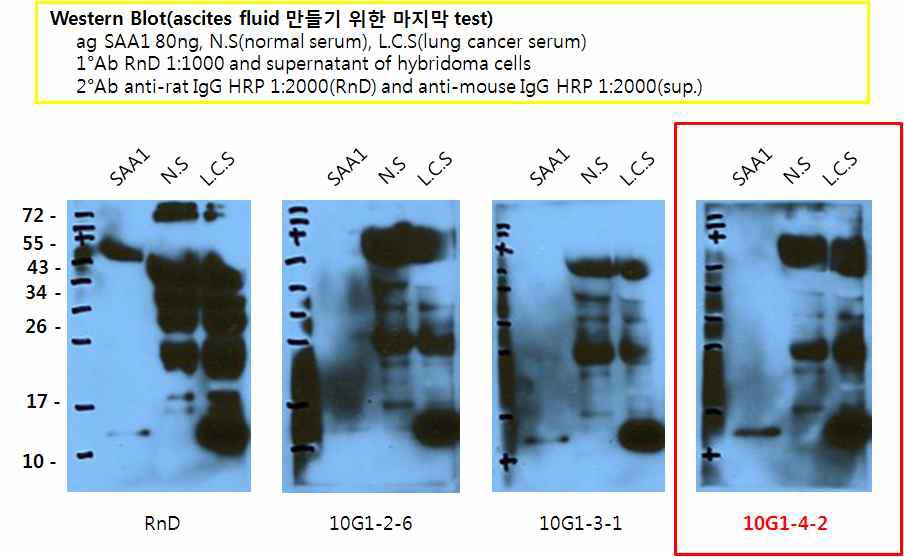 10G1계열의 단클론 항체 3종류에 대한 ascites를 만들기 위한 마지막 Western blot pattern을 본 결과이다.