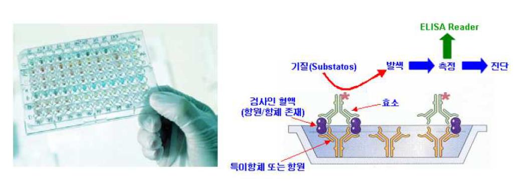 ELISA 형태 사례