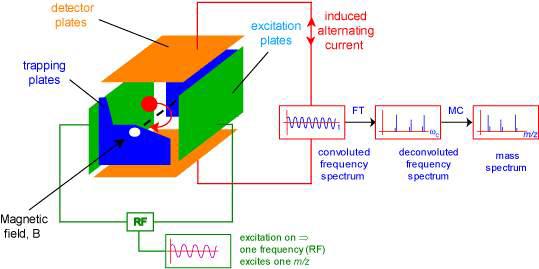 FT-ICR-MS 원리 모식도
