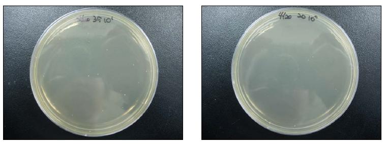 Metal fiber HEPA 필터 통과 전후의 대장균 사진((좌)통과전, (우)통과후)