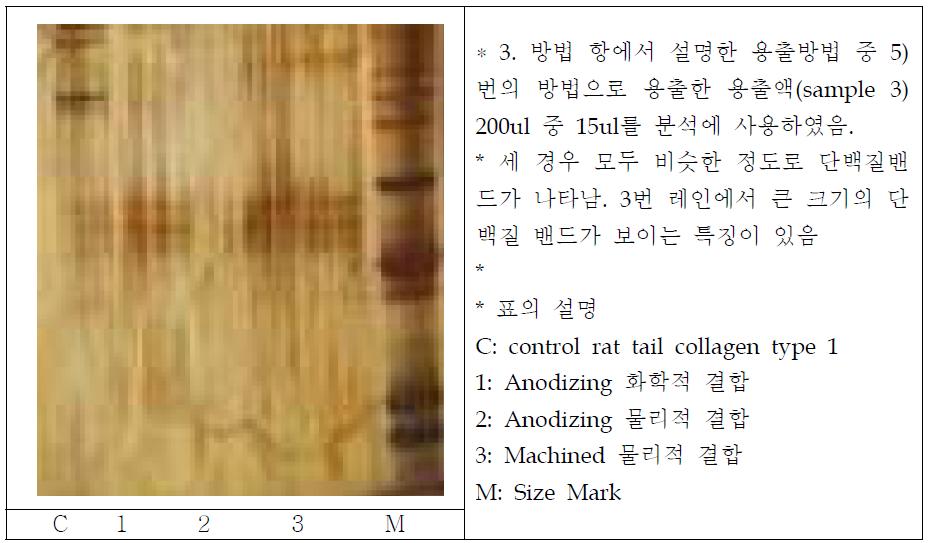 collagen을 코팅 후 관찰한 용출 실험에서 각 시편에서 서로 차이점이 보이지 않음