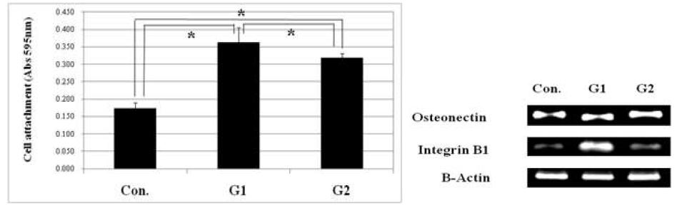 Cell adhesion of MG-63 cells grown on the surface of control, G1, and G2.