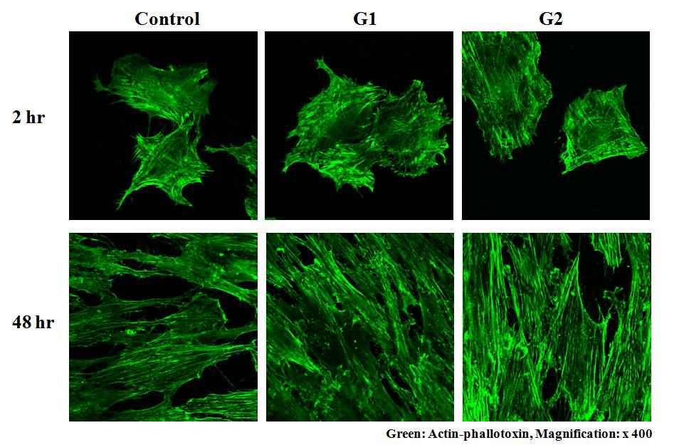 Confocal laser scanning microscopy를 이용한 세포 형태 관찰